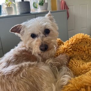 Meet your Posher, Isabella